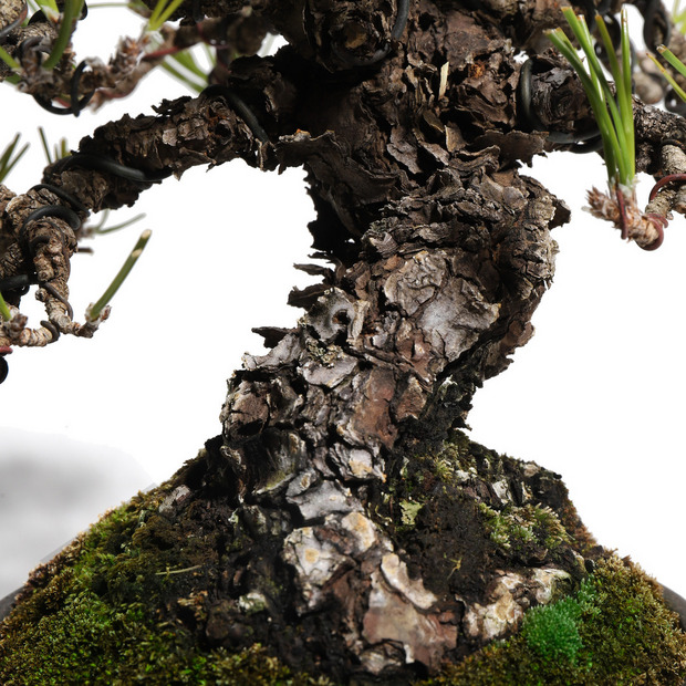 黒松　-Japanese black pine-　（推定樹齢40年） 詳細画像